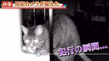 防犯カメラを設置したら泥棒猫が現れた…　まとめ【てん動画】