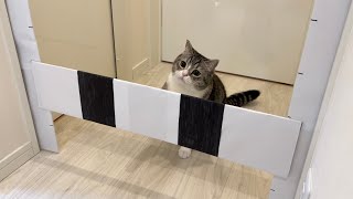 ハードルを何cm跳べるのかやってみたら運動音痴な猫がまさかのこうなりましたw【もちまる日記】