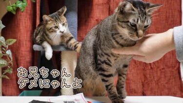 初めて見る恵方巻にツンツンしたい猫ガーちゃんと止める弟猫ゴマちゃん【リキちゃんねる　猫動画】 キジトラ 猫のいる暮らし