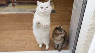外に出たい猫のおねだりが可愛すぎました！笑【ポムさんとしまちゃん / ねこべや】
