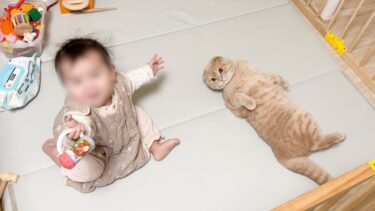 The cat that learned to spoil my baby was too cute【まんまる猫】つむチャンネル。