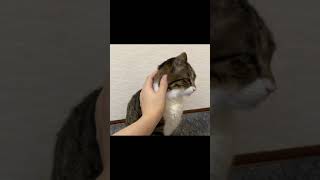 実家猫を久しぶりに触った結果…【てん動画】