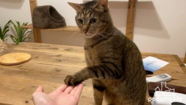 大好物の煮干しが欲しくて仕方なくお手をする猫が可愛いｗ【ぽてとチャンネル】