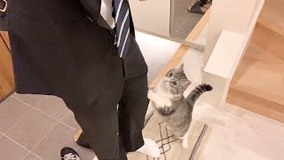 会社に行こうとしたら甘えんぼ猫に全力で止められてこうなっちゃいました…【もちまる日記】