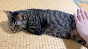 イタズラばかりする子猫を叱ったら反撃された…　まとめ【てん動画】
