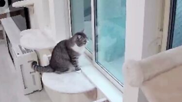 お留守番中の猫を隠し撮りしてみたらずっと窓の前でこうなってました…【もちまる日記】