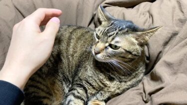 俺の布団を占領する凶暴猫を触ろうとした結果…【てん動画】
