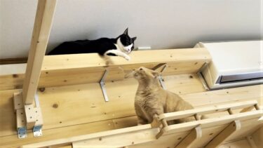 平和すぎる短足のケンカとはレべチな足長の猫パンチ【ひのき猫】