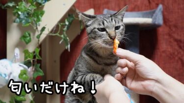 ひなまつりの日の夜ご飯☆ツンツンしようとする猫にこちらもツンッで対抗☆海老のしっぽクンクンに目が寄っちゃうガーちゃん【スシロー・シャトレーゼ】