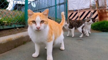 公園のフェンスの向こうに猫がいたので呼び寄せようとすると他の猫が集まってきた【感動猫動画】