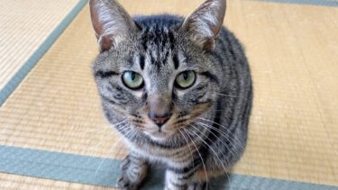 凶暴子猫にカメラを向けたら襲ってきた…【てん動画】