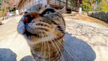 山の上のお庭の椅子に腰掛けると猫がトコトコ寄ってきた【感動猫動画】