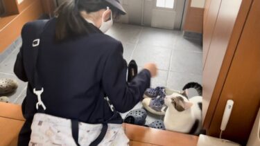 卒業する息子と娘の最後の登校を見送る猫【ひのき猫】