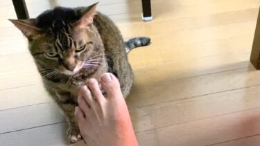 凶暴猫に足の匂いを嗅がせた結果…【てん動画】