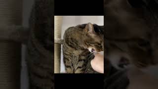 キャットタワーにいる凶暴猫に触ろうとした結果…【てん動画】