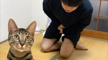飼い主の股間が爆発した時の子猫の反応ww　まとめ【てん動画】
