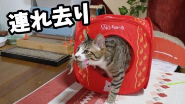 大好きなものはちゅ～るハウスにお持ち帰りしちゃう猫ゴマちゃん　【リキちゃんねる　猫動画】 キジトラ 猫のいる暮らし