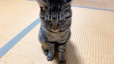 子猫の名前を間違えて呼んだらブチギレて襲ってきました…【てん動画】