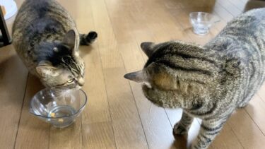 先住猫のおやつを豪快に奪う新入り猫…【てん動画】