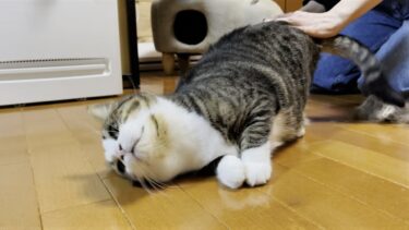 ブラシを見たらニャーニャーアピールがスゴい猫【ひのき猫】