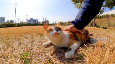芝生の広場にいた三毛猫を撫でると他の猫も撫でられにやってきた【感動猫動画】