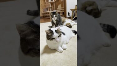 幅広い豆大福で何も見えない【ひのき猫】