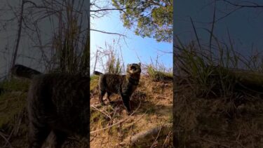 公園の猫【感動猫動画】