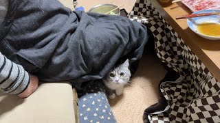 ばあばのスカートの中をこたつと勘違いしてる猫がマジでかわいすぎたw【もちまる日記】
