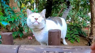 公園の植込みの中から猫が出てきたのでナデナデしてきた【感動猫動画】