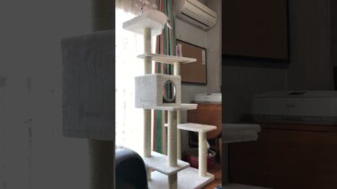 キャットタワーに登れるようになって楽しそうな子猫のぽてと #shorts【ぽてとチャンネル】