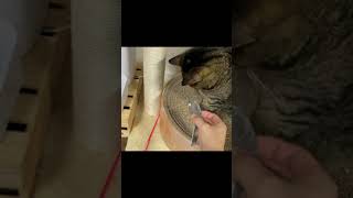 凶暴猫にネズミを与えた結果…【てん動画】