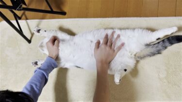 息子のことを本当のお兄ちゃんだと思って遊ぶ猫【ひのき猫】