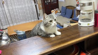 カウンターでおやつが出てくるのを待ってる猫がかわいすぎました…笑【もちまる日記】