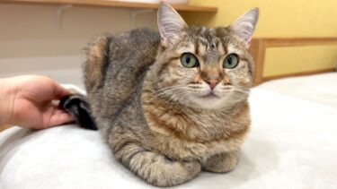 キレやすい猫のしっぽをモフってみたら…【ポムさんとしまちゃん / ねこべや】