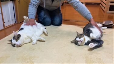 豆大福を撫でてると自分も撫でてと割り込んでくる猫【ひのき猫】