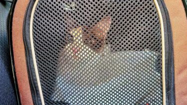 病院へ搬送中に車の中で思いっきり鳴いたペポ猫🤧【CuteWoo】