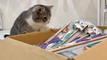 箱いっぱいのおもちゃが届いたときの猫の反応が120点すぎましたw【もちまる日記】