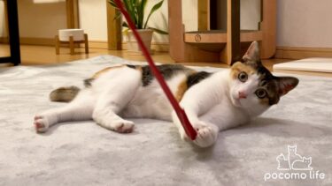 新しいカーペットで猫との遊びが一層楽しくなりました！【ぽてとチャンネル】