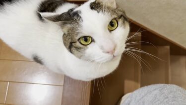 早朝に「ごはん入ってないぞ！」とドアをドンドン叩く猫【ひのき猫】