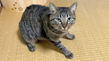 子猫にキスをしまくったら凶暴化して襲ってきた…【てん動画】