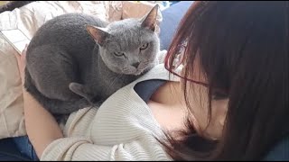 ママを独り占めしながら主を睨みつけるすずまろ君【kokesukepapa】