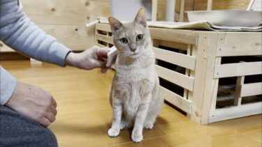 猫のご機嫌を損ねたお父さんが噛まれました【ひのき猫】