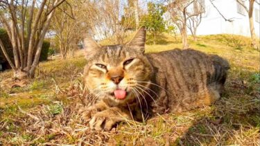 公園の芝生広場にいた猫ちゃん、ナデナデするとゴロゴロ言いながら横になってカワイイ【感動猫動画】