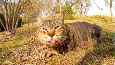 公園の芝生広場にいた猫ちゃん、ナデナデするとゴロゴロ言いながら横になってカワイイ【感動猫動画】