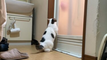 お風呂に入っているお父さんの安否が気になる猫【ひのき猫】