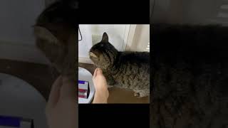 凶暴猫の目の前で掃除機をかけようとした結果…【てん動画】