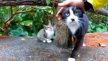 駐車場の脇にいた野良猫ちゃん、恐る恐るモフられに出てきた【感動猫動画】