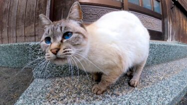 漁港の街の路地裏で出会った猫がかわい過ぎる【感動猫動画】