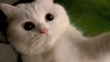 猫が居なくなったので家の外を探してみたら…【ポムさんとしまちゃん / ねこべや】
