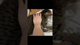 凶暴猫を撫で回していたら…【てん動画】